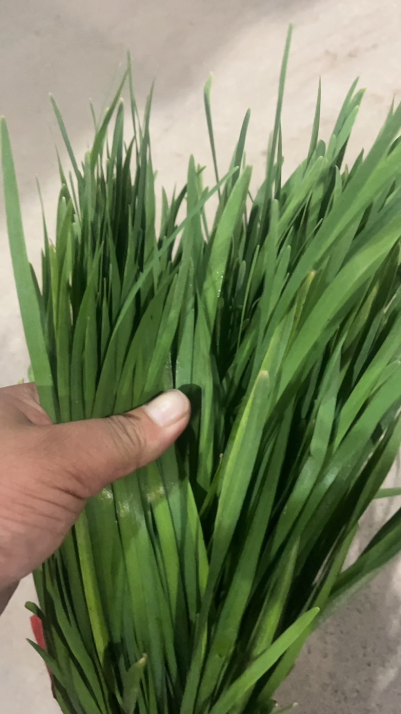 河北临漳大叶韭菜大量上市