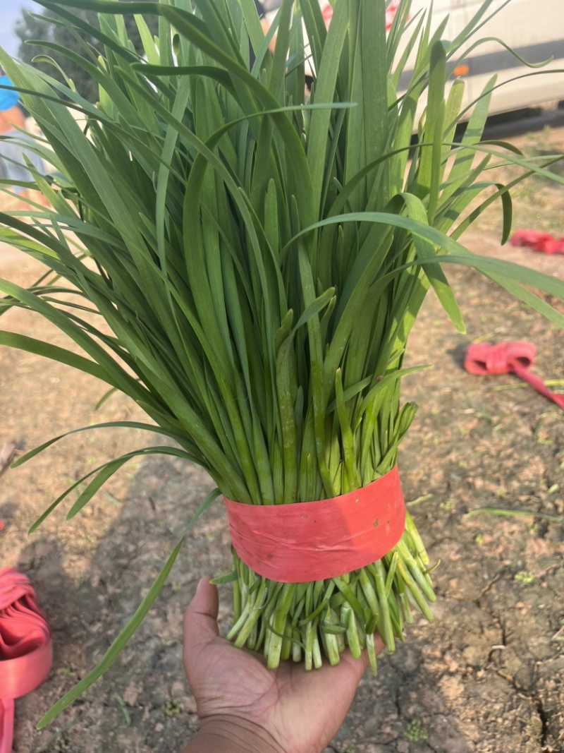 河北临漳大叶韭菜大量上市