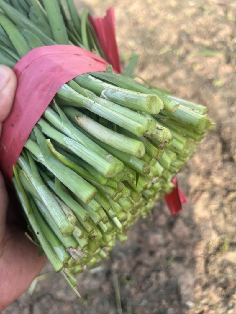 河北临漳大叶韭菜大量上市