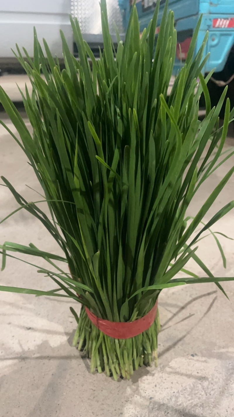 河北临漳大叶韭菜大量上市