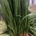 河北临漳大叶韭菜大量上市