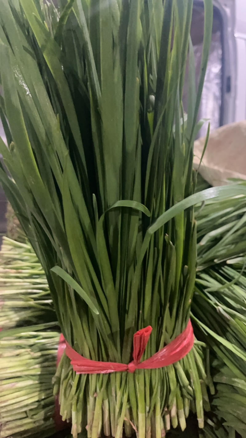 河北临漳大叶韭菜大量上市