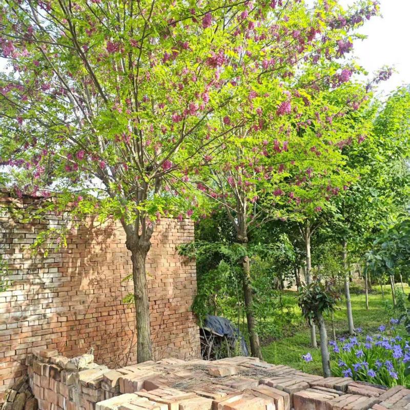 香花槐基地大量供应10~20公分的香花槐嫁接的原生的都有