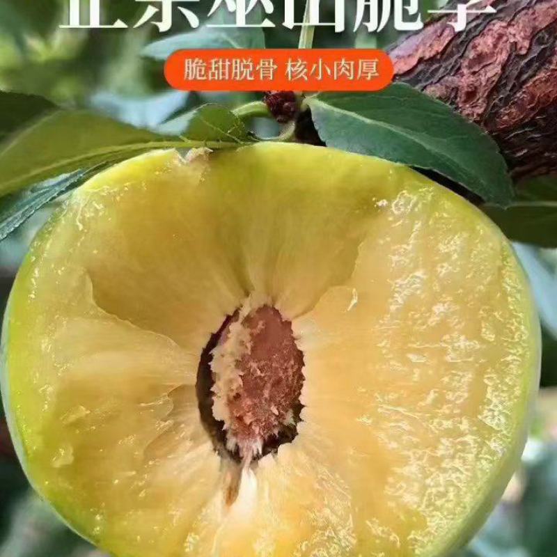 巫山青脆李