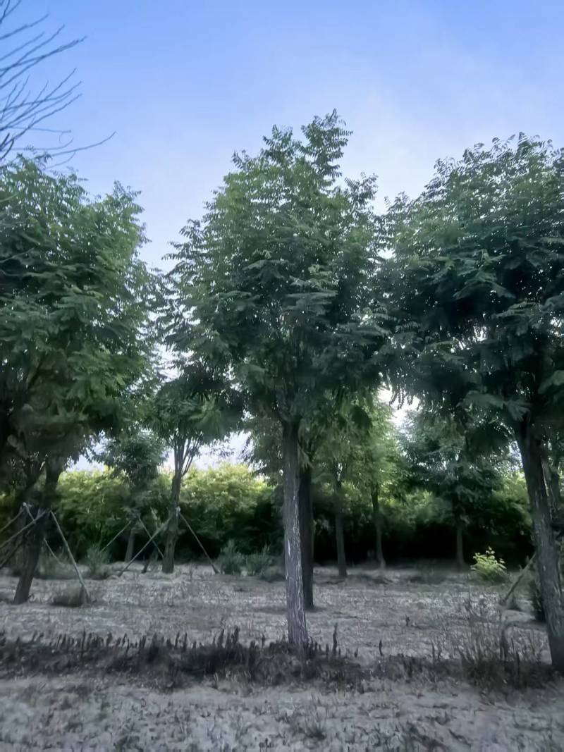 香花槐基地大量供应10~20公分的香花槐嫁接的原生的都有