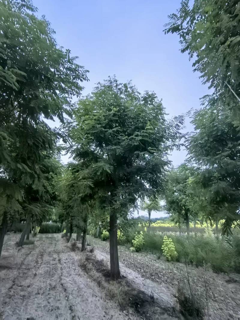 香花槐基地大量供应10~20公分的香花槐嫁接的原生的都有