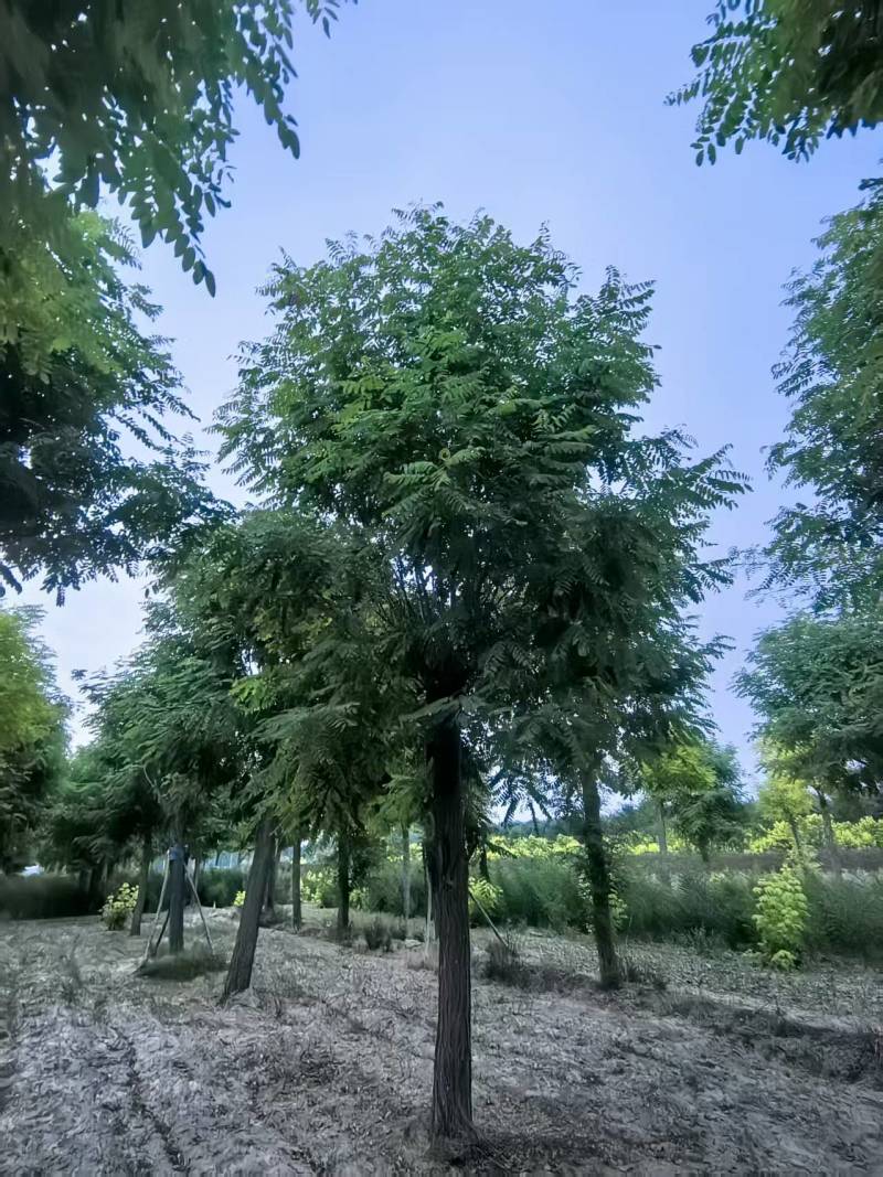 香花槐基地大量供应10~20公分的香花槐嫁接的原生的都有