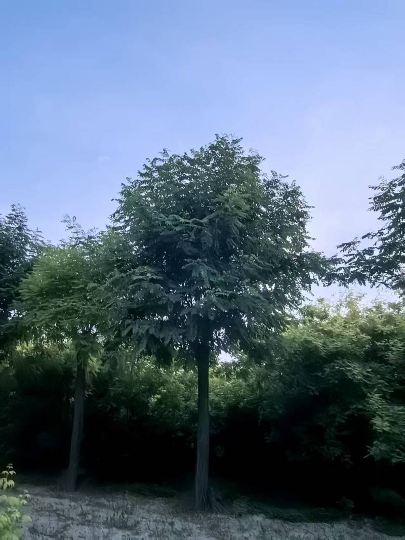 香花槐基地大量供应10~20公分的香花槐嫁接的原生的都有