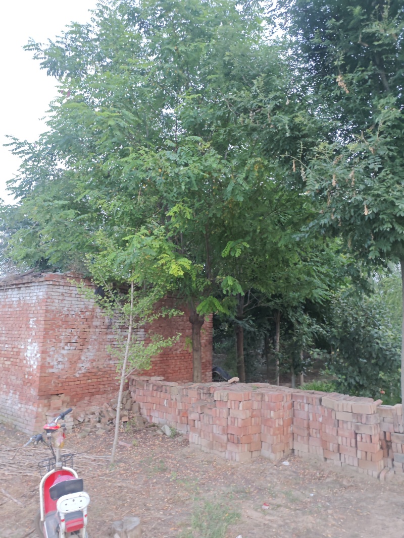 香花槐基地大量供应10~20公分的香花槐嫁接的原生的都有