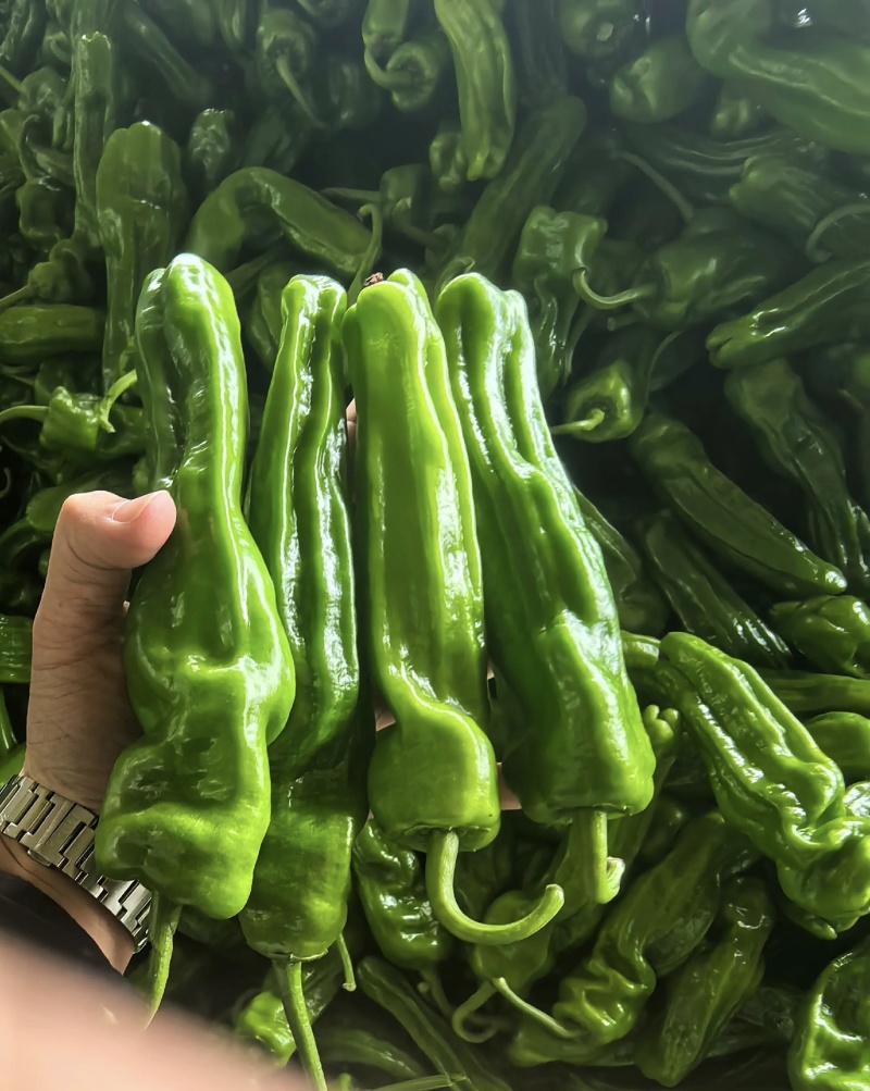 精品薄皮椒大量有货基地直供品质优新鲜现摘可发全国