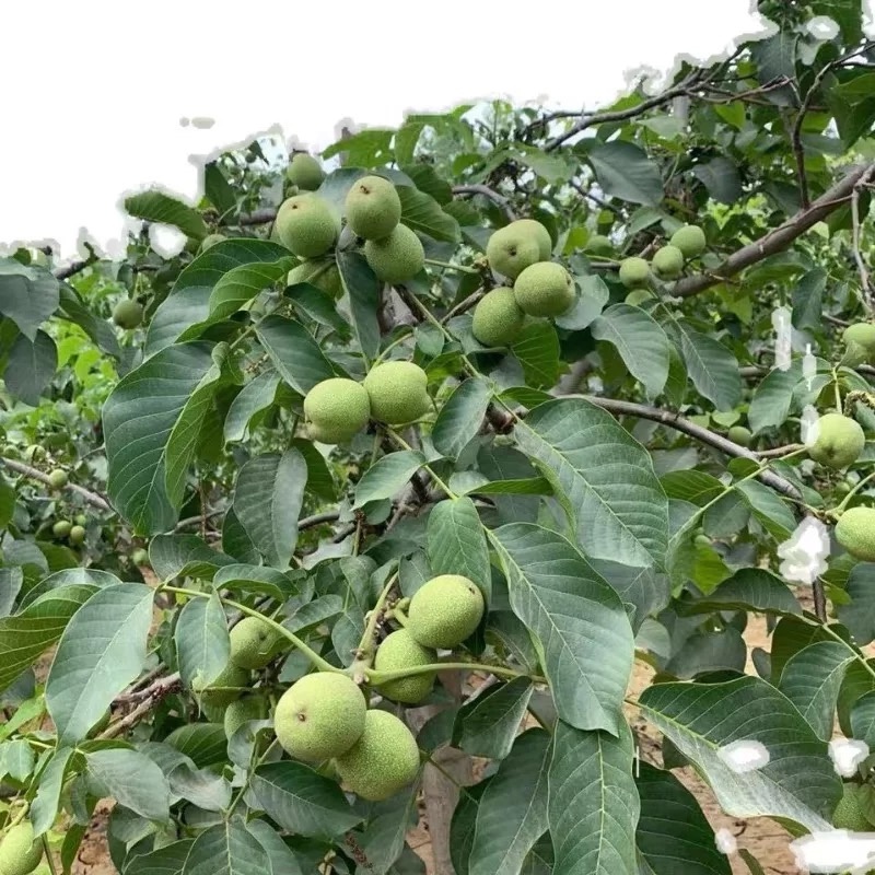 青皮去青皮鲜核桃支持一件代发