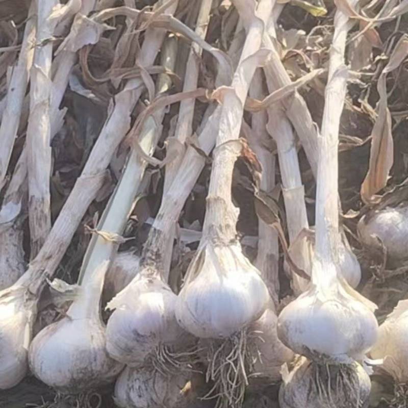江苏多瓣蒜