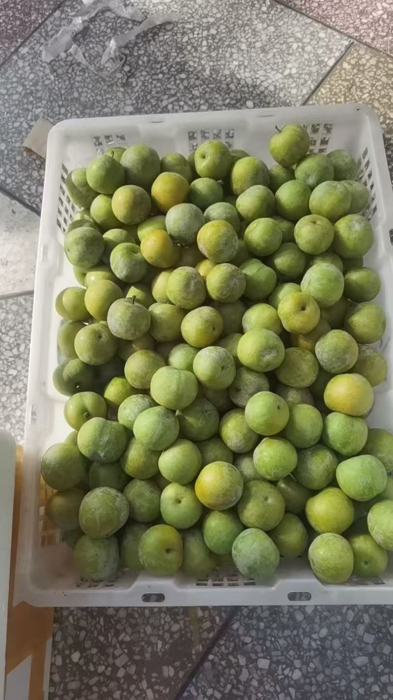 土李子，产地一手货源，可视频看货，欢迎新老客户合作