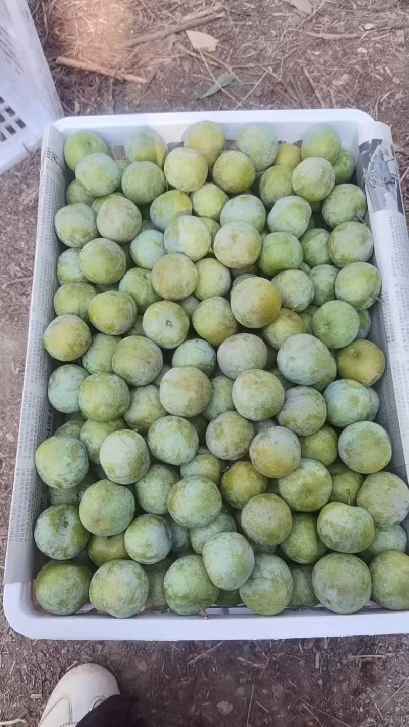 土李子，产地一手货源，可视频看货，欢迎新老客户合作