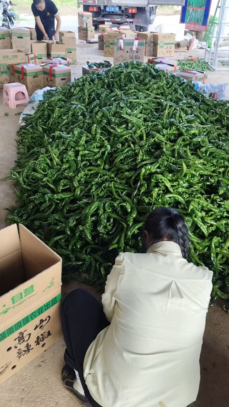 贵州高山螺丝椒，8月左右可以采摘，需要的老板可以提前预订