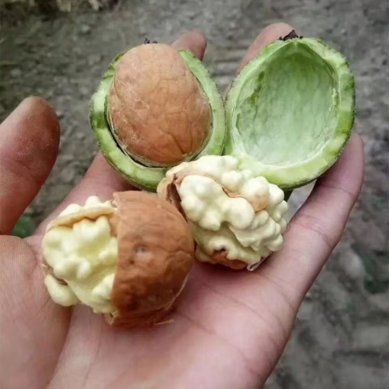 青皮去皮核桃，全平台一件代发