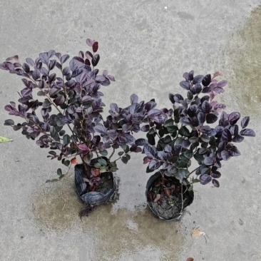 红花继木容器苗，高25，30，40各种规格，基地常年批发