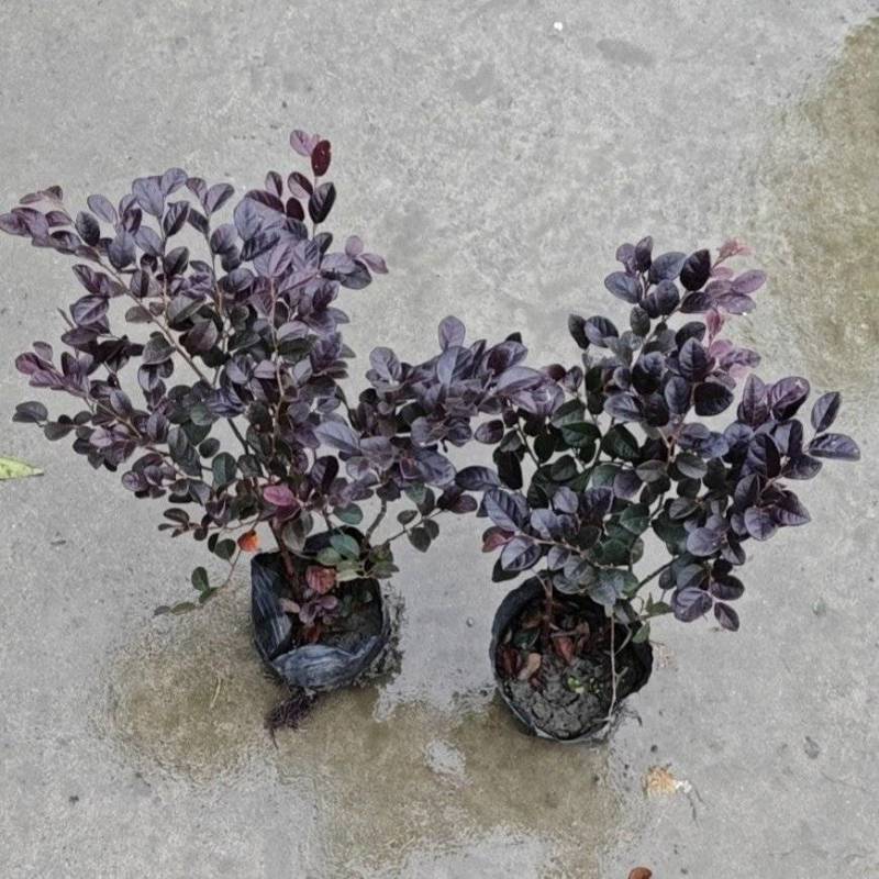 红花继木容器苗，高25，30，40各种规格，基地常年批发