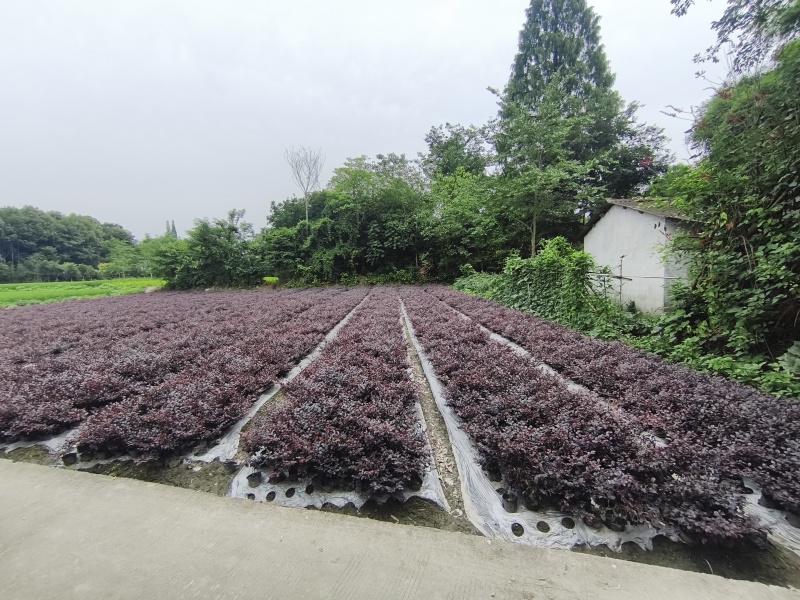 红花继木容器苗，高25，30，40各种规格，基地常年批发