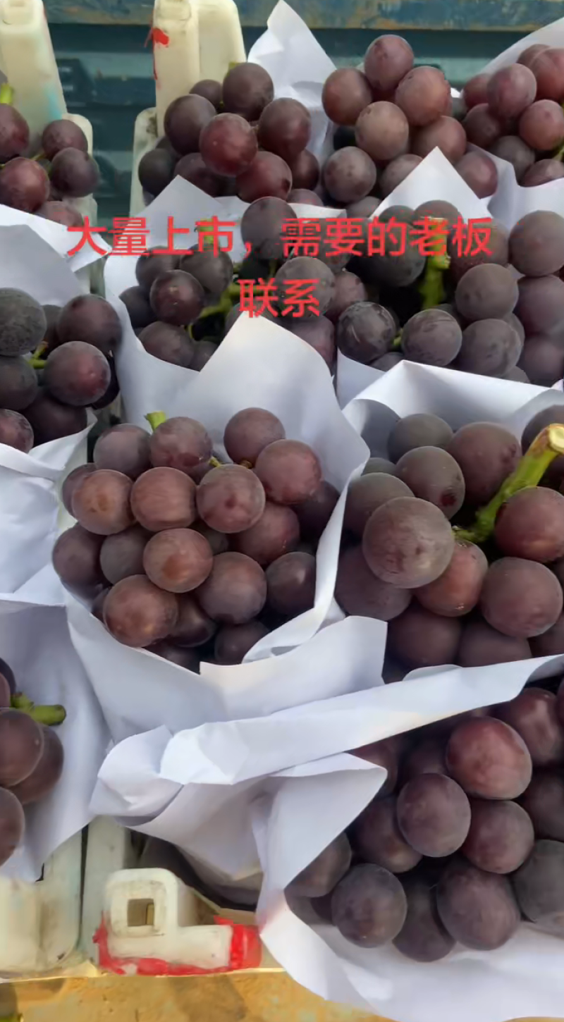 专业代收藤稔，维多利亚185O547¹久87