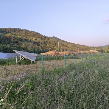 紫花苜蓿
