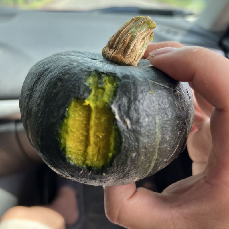 贝贝南瓜拒绝水瓜嫩瓜