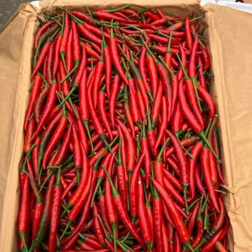 河南商丘小米椒