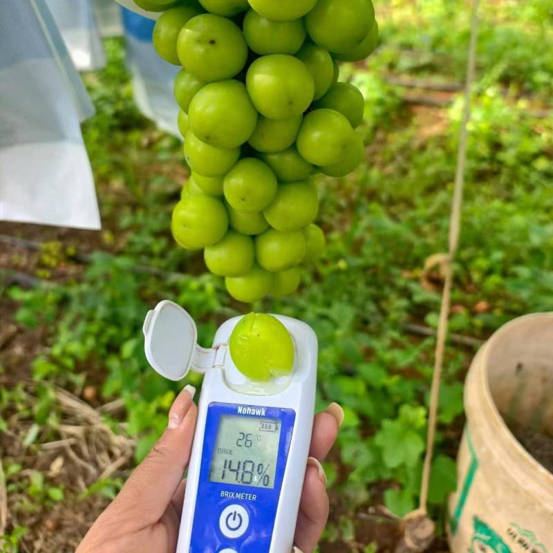 **阳光玫瑰糖度在13+已经上看上的老板来大量有货A货