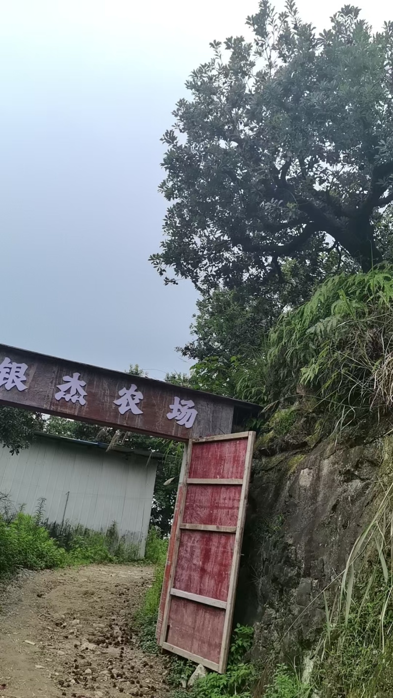 【新鲜】浙江精品东魁杨梅现摘现发社区团购承接电商对接全国