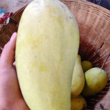 精品金煌芒