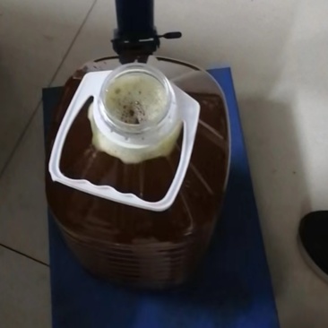 湖南耒阳山茶油