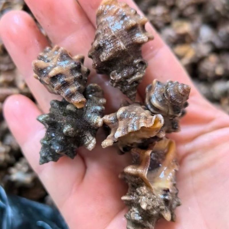海捕鲜活海辣螺苦螺-肉质鲜嫩饱满大号现货批发冰鲜锁鲜