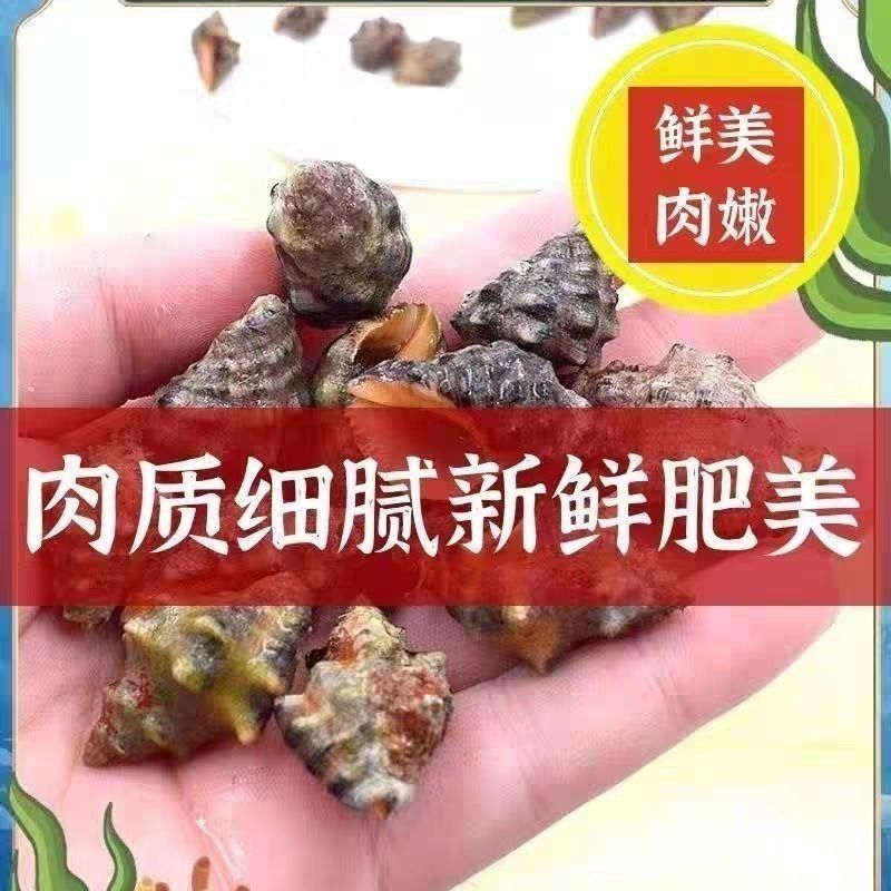 海捕鲜活海辣螺苦螺-肉质鲜嫩饱满大号现货批发冰鲜锁鲜
