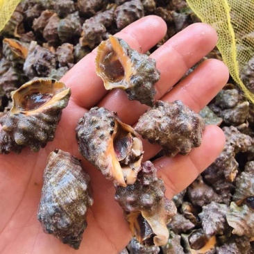 海捕鲜活海辣螺苦螺-肉质鲜嫩饱满大号现货批发冰鲜锁鲜
