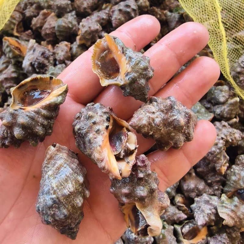 海捕鲜活海辣螺苦螺-肉质鲜嫩饱满大号现货批发冰鲜锁鲜