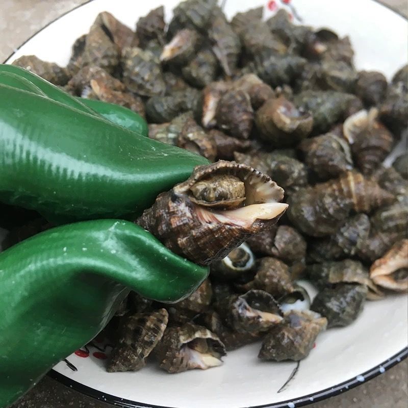 海捕鲜活海辣螺苦螺-肉质鲜嫩饱满大号现货批发冰鲜锁鲜