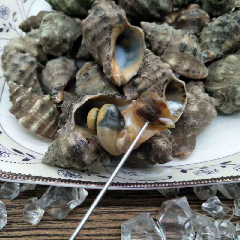 海捕鲜活海辣螺苦螺-肉质鲜嫩饱满大号现货批发冰鲜锁鲜