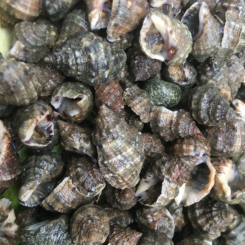 海捕鲜活海辣螺苦螺-肉质鲜嫩饱满大号现货批发冰鲜锁鲜