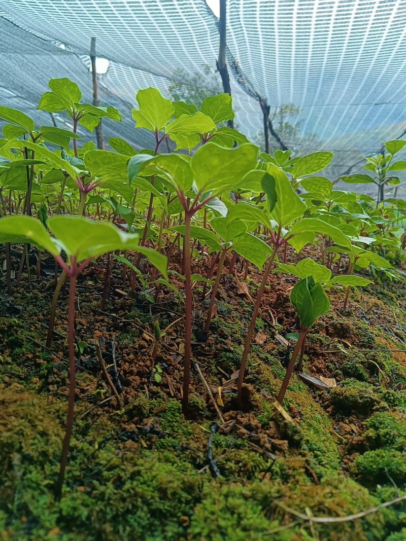 重楼苗