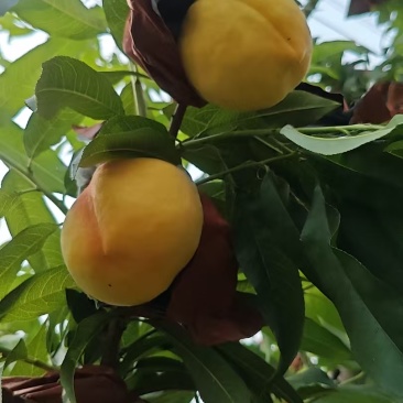 山东聊城莘县黄桃