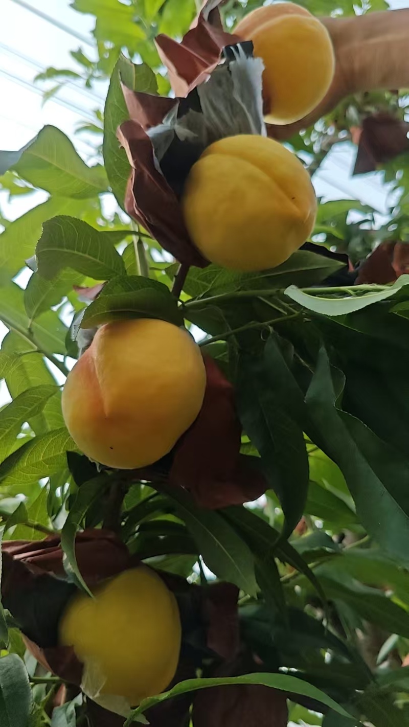 山东聊城莘县黄桃