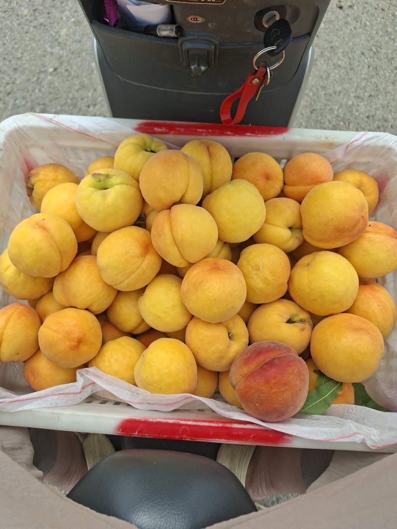 山东聊城莘县黄桃