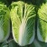 吉林白菜/乾坤91-18白菜/诚信为本/品质保证/发全国