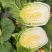 吉林白菜/乾坤91-18白菜/诚信为本/品质保证/发全国
