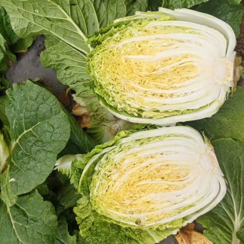 吉林白菜/乾坤91-18白菜/诚信为本/品质保证/发全国