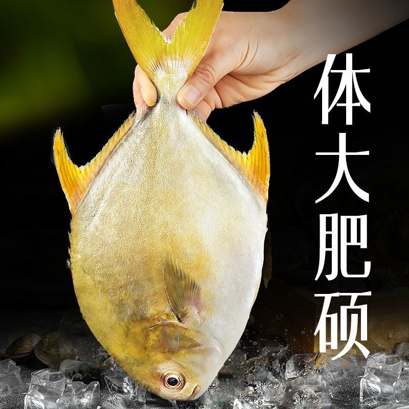 冰鲜锁鲜金鲳鱼正宗特大新鲜少刺无冰衣海鱼深海养殖2-4条一斤