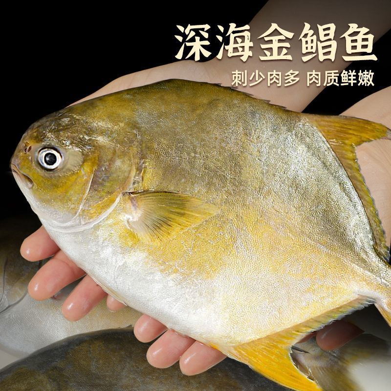 冰鲜锁鲜金鲳鱼正宗特大新鲜少刺无冰衣海鱼深海养殖2-4条一斤