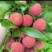 鸡嘴荔枝