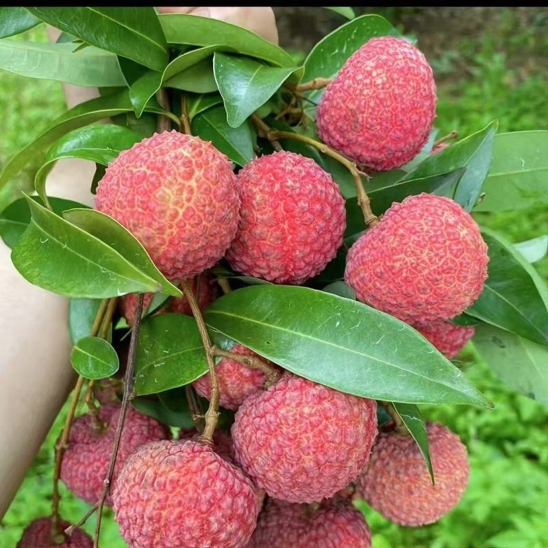 鸡嘴荔枝