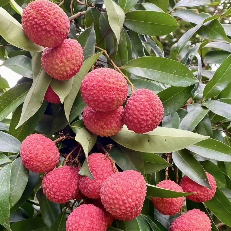 鸡嘴荔枝